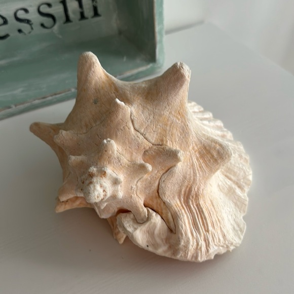 Queen Conch Shell Pink Interior Nautical Beach Decor Natural Sculpture - Picture 1 of 11